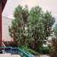 4 bedroom town house for sale potamos germasogeias limassol 1459062 thumbnail 12576946