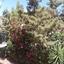 4 bedroom detached house for sale kalogiroi limassol 1940262 thumbnail 7690013