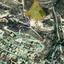 land for sale geroskipou paphos 8395362 thumbnail 17357298