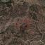 11372 SQM Land for sale in Kalo Chorio Lemesou, Limassol thumbnail 11082340