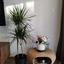 3 bedroom apartment for rent potamos germasogeias limassol 1625862 thumbnail 17253225