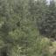 land for sale farmakas nicosia 7953272 thumbnail 13692463