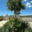 5 bedroom detached house for rent souni zanakia limassol 8607772 thumbnail 15778656