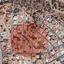 plot for sale ekali limassol 1701972 thumbnail 6779802