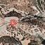 land for sale maroni larnaca 1306082 thumbnail 13939232