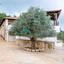 3 bedroom detached house for sale neo chorio paphos 1394382 thumbnail 16013023