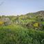 land for sale asgata limassol 8890382 thumbnail 17319486