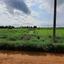 land for sale frenaros famagusta 1292782 thumbnail 9268419