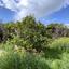 land for sale tersefanou larnaca 7872092 thumbnail 11384095