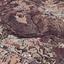 land for sale choirokoitia larnaca 1615292 thumbnail 13146718