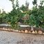 4 bedroom detached house for rent saint george peyia paphos 8698592 thumbnail 16206055