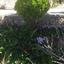 4 Bedroom Detached house for sale in Vouni, Limassol thumbnail 15720684