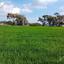 land for sale agia thekla famagusta 8629892 thumbnail 15870438