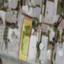 plot for sale chrysopolitissa larnaca 7870892 thumbnail 11380012