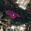 land for sale neo chorio paphos 1213103 thumbnail 14888646