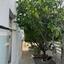6 bedroom detached house for sale kapsalos limassol 1570503 thumbnail 4082393