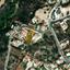 land for sale tala paphos 8395503 thumbnail 14820025
