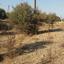 land for sale pera orinis nicosia 8266603 thumbnail 15930539