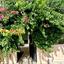 2 bedroom ground floor apartment for sale kato paphos universal paphos 1354013 thumbnail 5594328