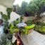 3 bedroom semi detached house for sale kiti larnaca 1485313 thumbnail 5777403