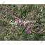 1690 SQM Land for sale in Agridia, Limassol thumbnail 6052609