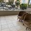 3 bedroom apartment for rent agios nicolaos limassol 8273413 thumbnail 13962753