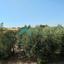 4 bedroom detached house for sale arediou nicosia 8971913 thumbnail 17873252