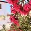 2 bedroom semi detached house for rent meneou larnaca 8711023 thumbnail 16274246