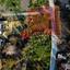 land for sale xylotymvou larnaca 1502223 thumbnail 15839250