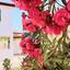 2 bedroom semi detached house for rent pervolia larnaca 8495523 thumbnail 15648947