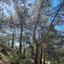 plot for sale moniatis limassol 1336923 thumbnail 15165407