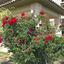 5 bedroom detached house for sale akrounta limassol 922033 thumbnail 15704685