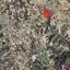 1004 SQM Plot for sale in Kallepeia, Paphos thumbnail 14216001