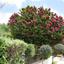 5 bedroom detached house for sale kato paphos paphos 8959533 thumbnail 17782395
