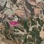 18730 SQM Land for sale in Steni, Paphos thumbnail 13346588