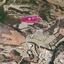land for sale steni paphos 1104933 thumbnail 13346584