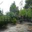 land for sale alethriko larnaca 7957343 thumbnail 11395467
