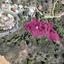 land for sale kakopetria nicosia 1387943 thumbnail 2929292