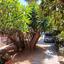 4 bedroom detached house for sale linopetra limassol 8375153 thumbnail 15277391