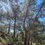 land for sale moniatis limassol 1546153 thumbnail 5870647