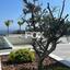 4 bedroom detached house for rent parekklisia limassol 1381353 thumbnail 14869299