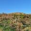land for sale anarita paphos 7756453 thumbnail 17674699
