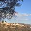 plot for sale palodeia limassol 8399453 thumbnail 14843154