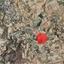 plot for sale stroumbi paphos 1898453 thumbnail 14216249