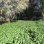 plot for sale strovolos nicosia 8238753 thumbnail 16843484