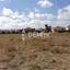 land for sale poli chrysochous paphos 7812063 thumbnail 12686378