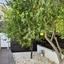 5 bedroom detached house for rent parekklisia limassol 1864463 thumbnail 14924056