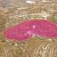 land for sale vouni limassol 1650563 thumbnail 5671953