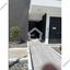 3 bedroom apartment for rent pallouriotissa nicosia 8531663 thumbnail 15464193