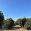 land for sale trachoni lemesou limassol 1681763 thumbnail 4378672